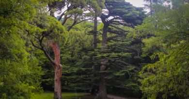 Авто-пешеходная экскурсия из Алушты (фото 37)